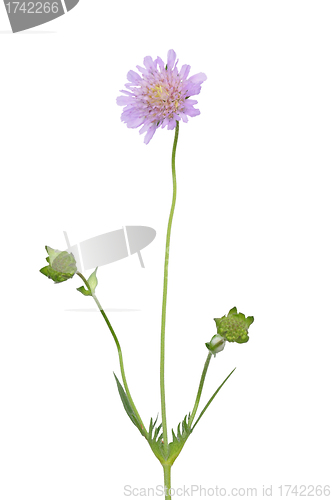 Image of Small scabious (Scabiosa columbaria)