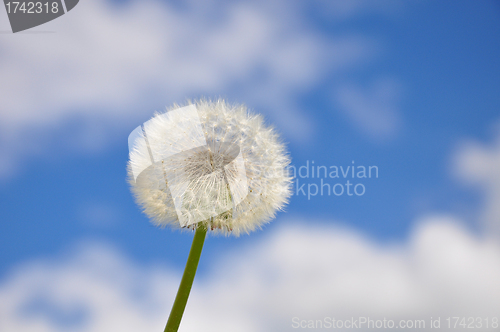 Image of Dandelion and blue sky