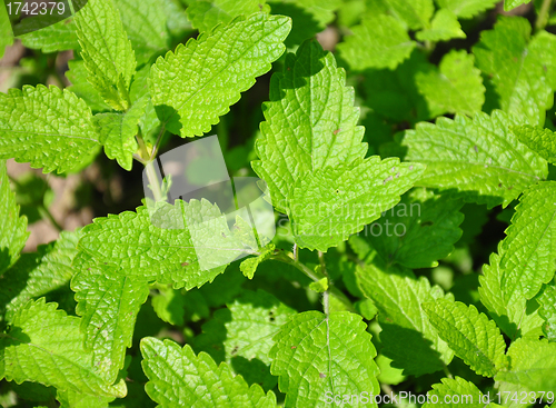 Image of Lemon balm (Melissa officinalis)