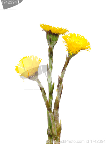 Image of Coltsfoot (Tussilago farfara)