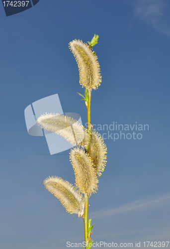 Image of Willow flower