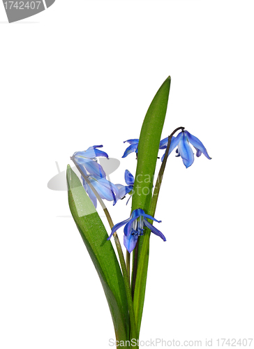 Image of Siberian squill (Scilla sibirica)