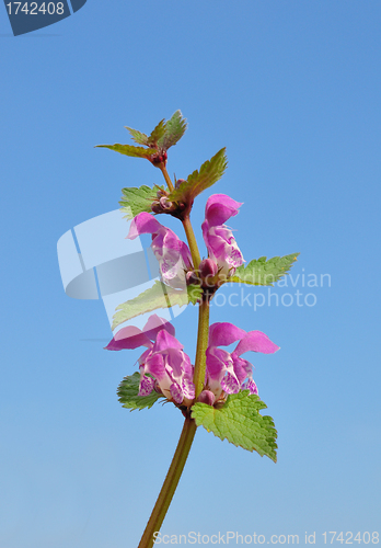 Image of Spotted Deadnettle (Lamium maculatum)