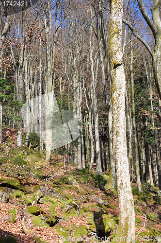 Image of Beech forest in spring