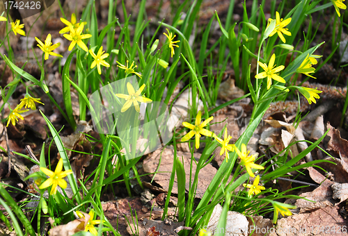 Image of Yellow Star-of-Bethlehem (Gagea lutea)