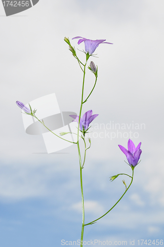 Image of Spreading Bellflower (Campanula patula)