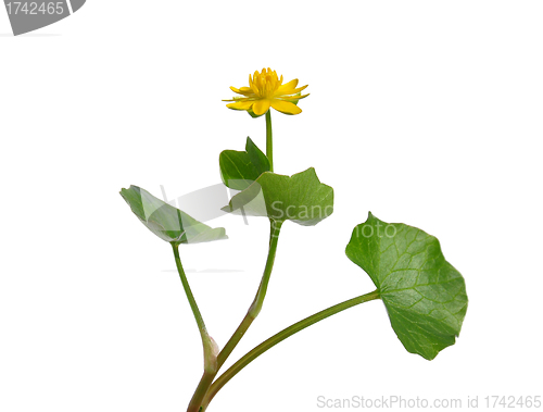Image of Lesser celandine (Ranunculus ficaria)