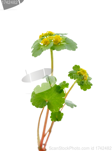 Image of Alternate-leaved Golden Saxifrage (Chrysosplenium alternifolium)