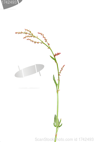 Image of Sorrel (Rumex acetosella)