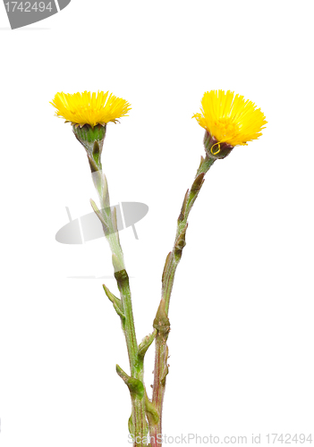 Image of Coltsfoot (Tussilago farfara)