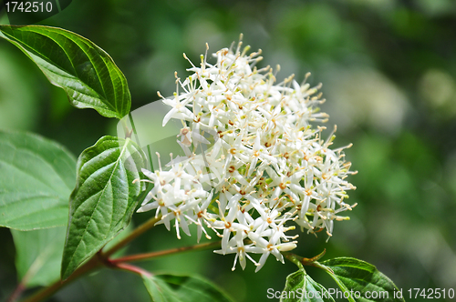 Image of Common dogwood (Cornus sanguinea)