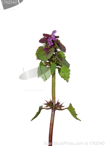 Image of Red Deadnettle (Lamium purpureum)