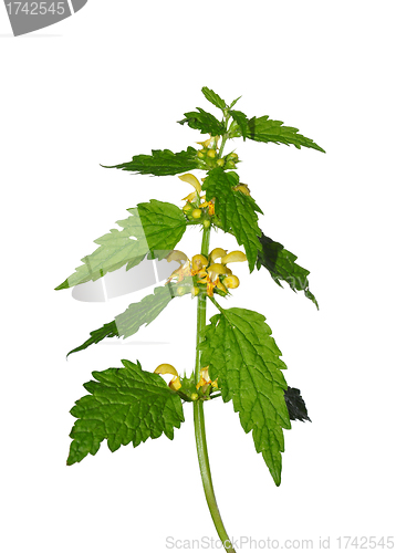 Image of Yellow archangel (Lamium montanum)