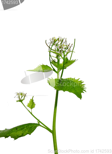 Image of Garlic mustard (Alliaria petiolata)