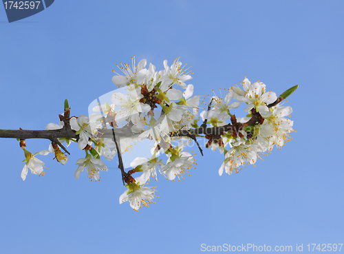 Image of Blackthorn (Prunus spinosa)