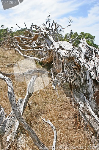 Image of Dead tree