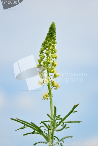 Image of Wild mignonette (Reseda lutea)