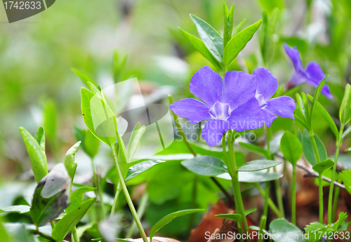 Image of Lesser periwinkle (Vinca minor)