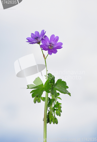 Image of Hedgerow Crane`s-bill (Geranium pyrenaicum)