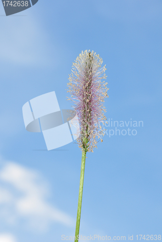 Image of Hoary plantain (Plantago media)