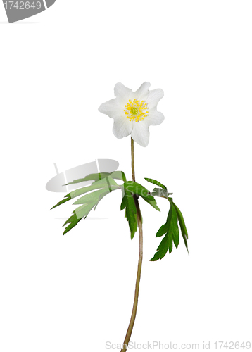 Image of Wood anemone (Anemone nemorosa)