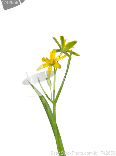 Image of Yellow Star-of-Bethlehem (Gagea lutea)