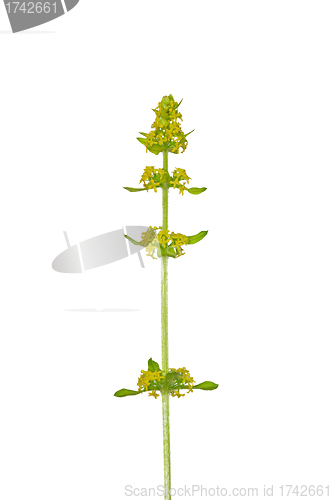 Image of Crosswort (Cruciata laevipes)