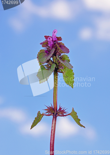 Image of Red Deadnettle (Lamium purpureum)