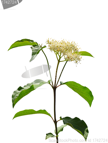 Image of Common dogwood (Cornus sanguinea)