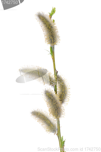 Image of Willow flower