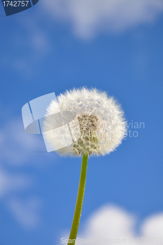 Image of Dandelion and blue sky