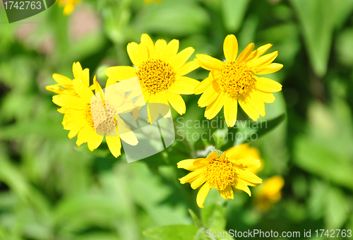 Image of North American arnica (Arnica chamissonis)