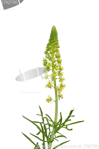 Image of Wild mignonette (Reseda lutea)