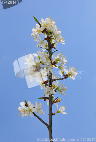 Image of Blackthorn (Prunus spinosa)