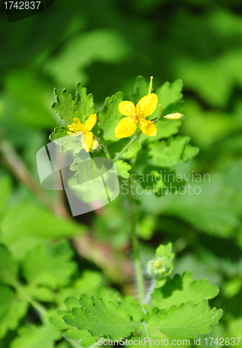 Image of Greater celandine (Chelidonium majus)