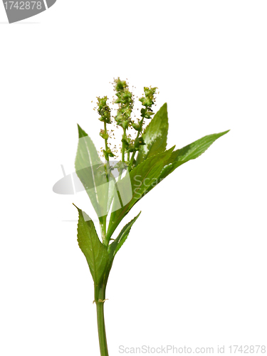 Image of Dog's mercury (Mercurialis perennis)