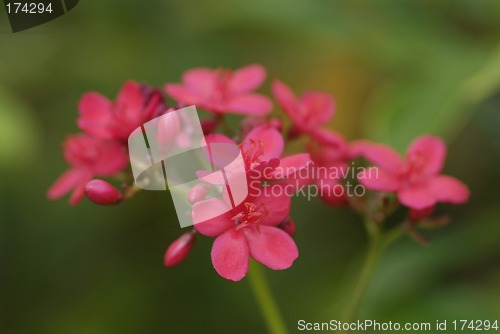 Image of Small, pink flowers