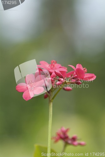 Image of Small, pink flowers