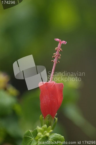 Image of Bud of hibiscus flower