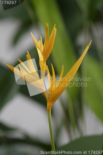 Image of Bird of paradise flower