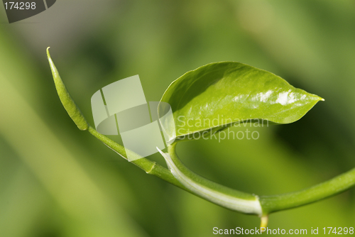 Image of Green leaf abstract