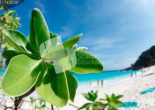 Image of Paradise beach.