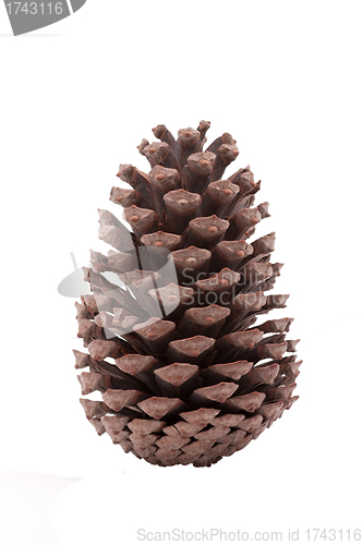 Image of forest cone