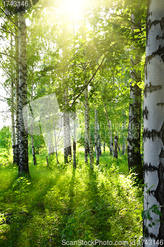 Image of summer birch woods with sun