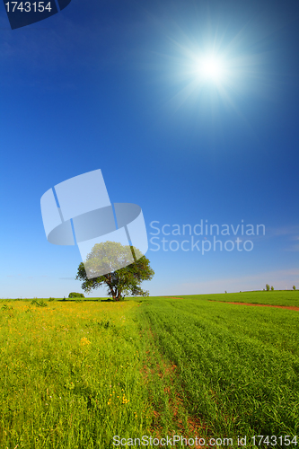 Image of summer landscape with single tree
