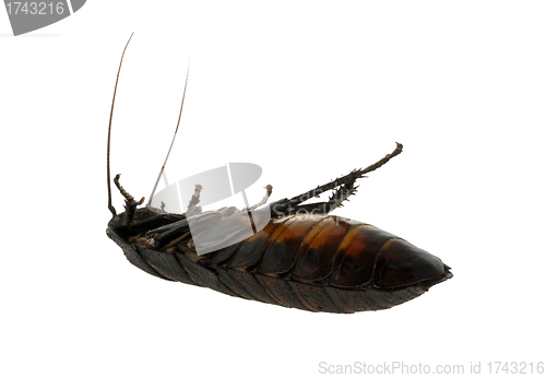 Image of dead cockroach