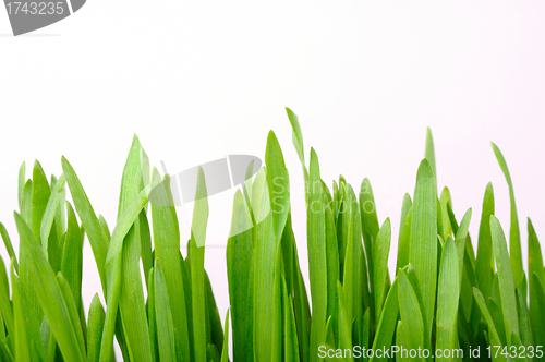 Image of young shoots of grass on white background