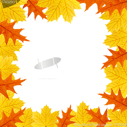 Image of background of the leaves of maple and oak