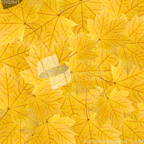 Image of background of dry yellow maple leaves