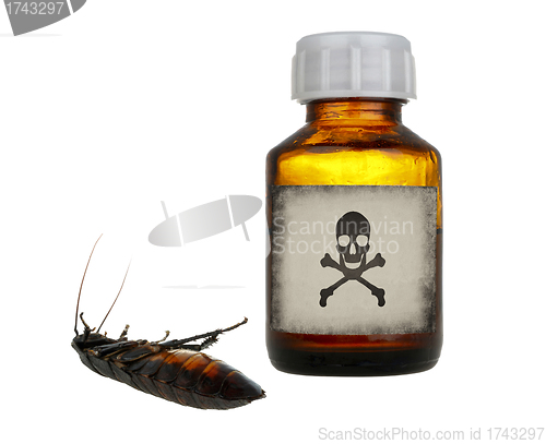 Image of old bottle of poison and dead cockroach